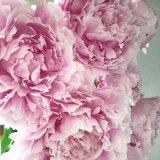 4月のフラワーレッスン　〜ピオニーブーケ〜