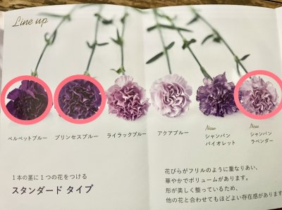 画像3: 【母の日限定商品】カーネーションムーンダストと洋書風小物入れセット