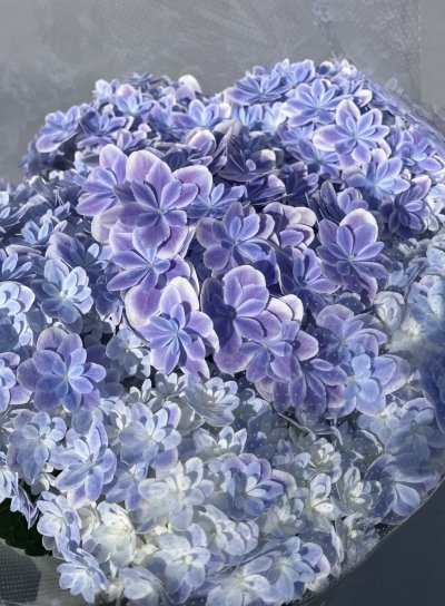 画像3: 【母の日限定商品】アジサイ‘万華鏡’