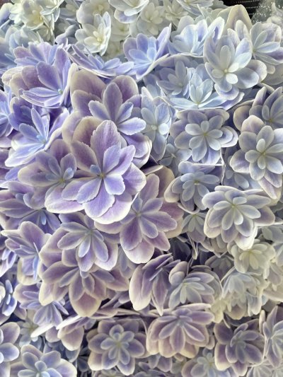 画像1: 【母の日限定商品】アジサイ‘万華鏡’