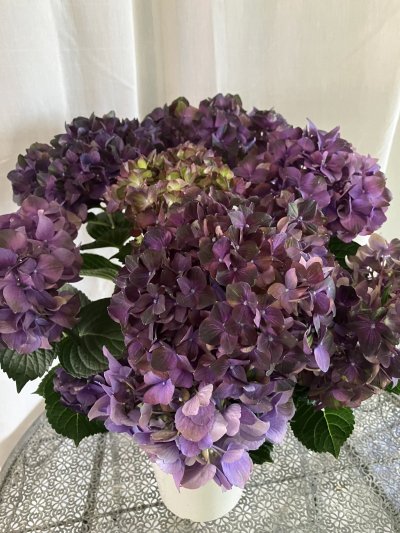 画像1: 【母の日限定商品】紫陽花“マジカルチョコレート”  ５号鉢