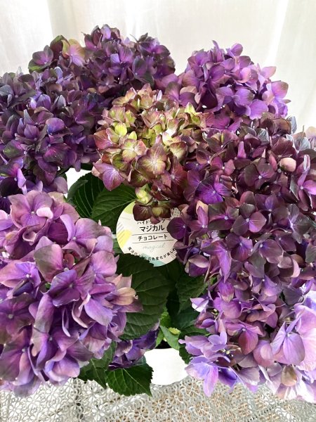 画像1: 【母の日限定商品】紫陽花“マジカルチョコレート”  ５号鉢 (1)