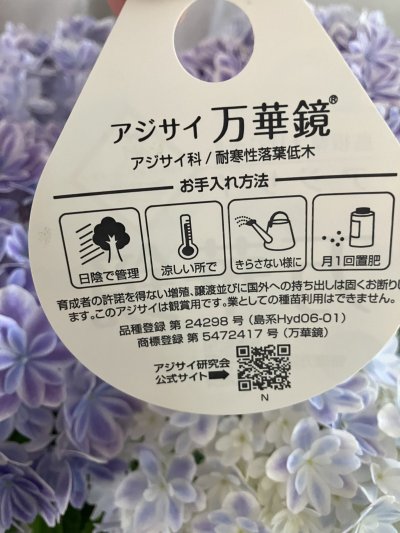 画像2: 【母の日限定商品】アジサイ‘万華鏡’