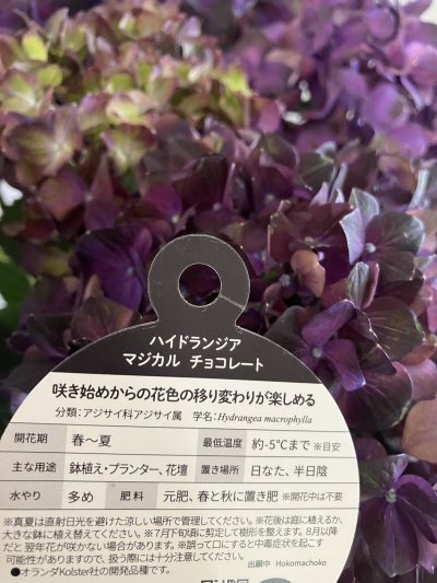 画像2: 【母の日限定商品】紫陽花“マジカルチョコレート”  ５号鉢