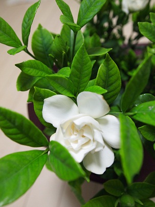 gardenia