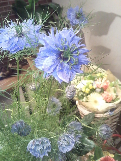 Love-in-a-mist